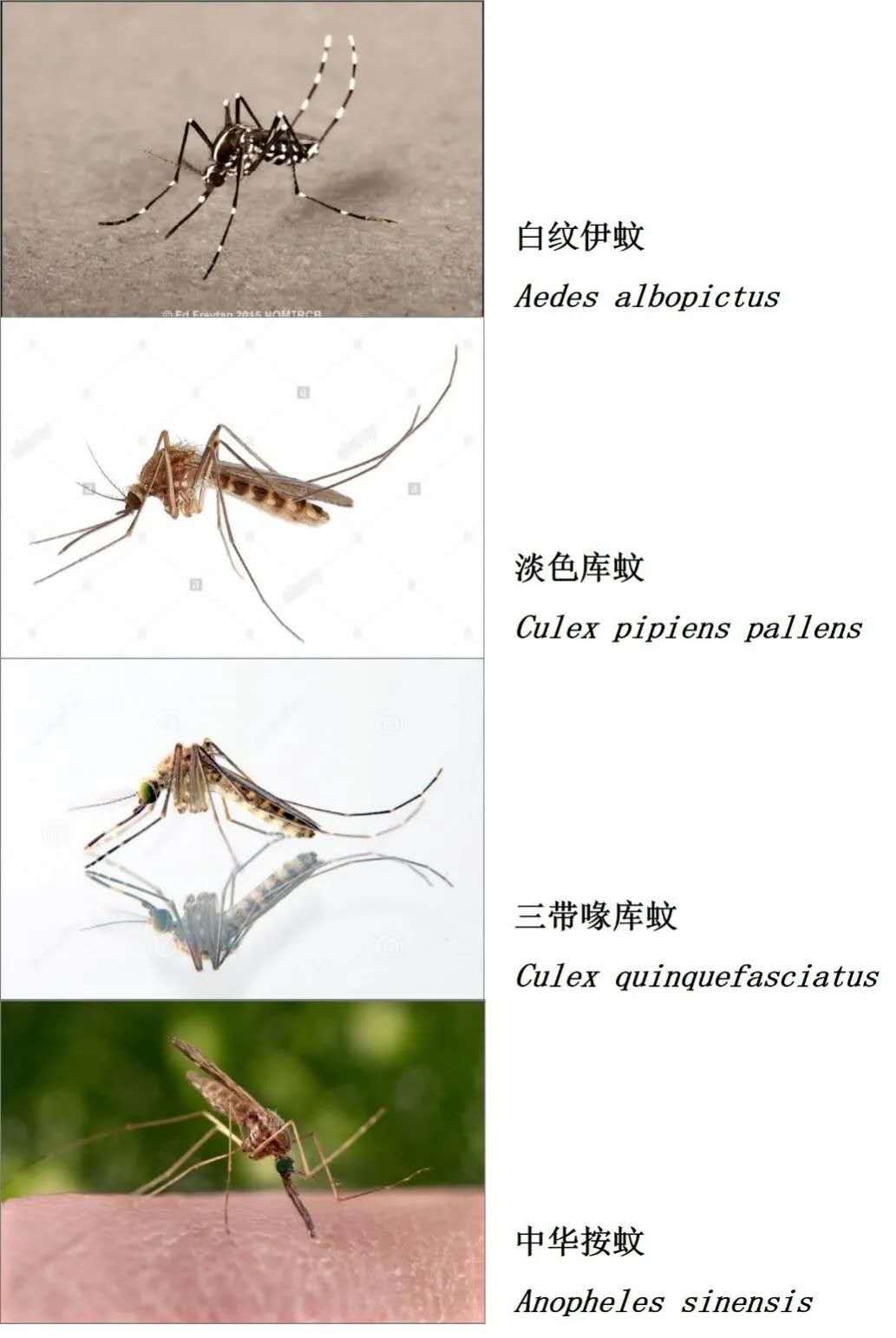石家庄杀虫公司